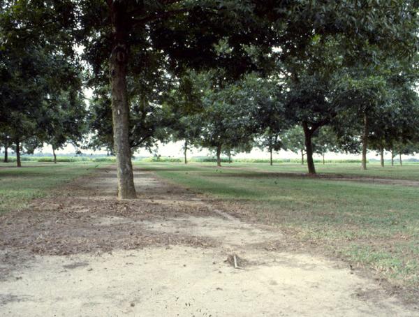 Figure 8. An example of vegetative free strip in a pecan orchard